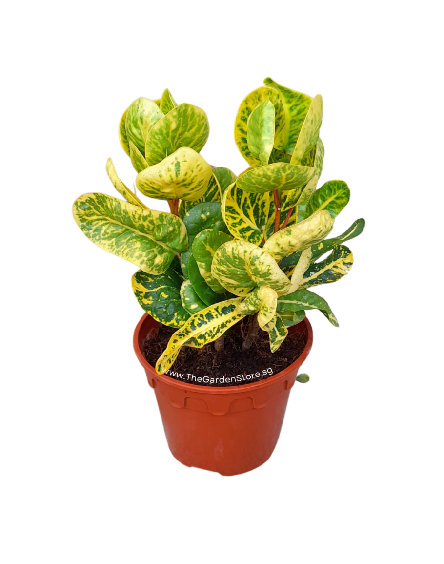 Yellow Croton Codiaeum variegatum 'Yellow'